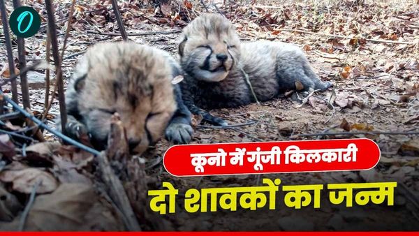 MP News: कूनो में गूंजी किलकारी, चीता वीरा ने दो शावकों को दिया जन्म, CM मोहन यादव ने दी जानकारी