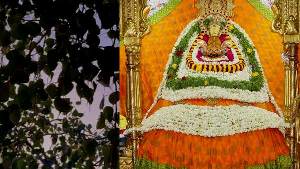 Khatu Mela 2025: बाबा श्‍याम ने 3 बाण से जो पीपल छेदा, वो आज भी मौजूद, VIDEO में देख लो हर पत्‍ते में हैं छेद