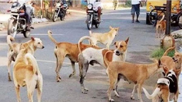 Indore News: स्ट्रीट डॉग के कंट्रोल का खास प्लान हुआ तैयार, इतने दिनों में दिखेगा असर