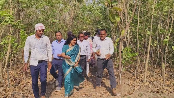 MP News: मनरेगा योजना की मदद से बना डाला जंगल, इस प्रोजेक्ट ने किया कमाल