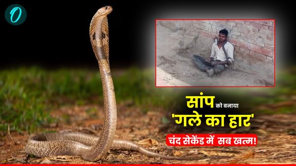 Snake Bite News: 'हर हर महादेव' बोलते हुए सांप को बनाया गले का हार, चंद सेकेंड में सब खत्म!