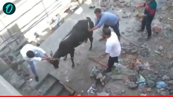 Bull viral video: OMG! घर की छत पर चढ़ गया सांड, लोगों ने पूछा- 'सीढ़ी से आया या सुपरमैन है?'