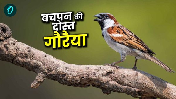 World Sparrow Day: बचपन की दोस्त गौरैया, धूल से नहाती है तो माना जाता है बारिश का संकेत, क्या है 2025 की थीम