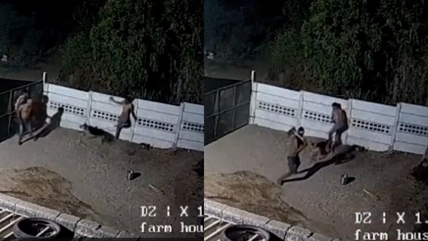 गुजरात में रात को हमले के दौरान वफादार कुत्ते ने बचाई मालिक की जान, देखें CCTV कैमरे में कैद Viral Video