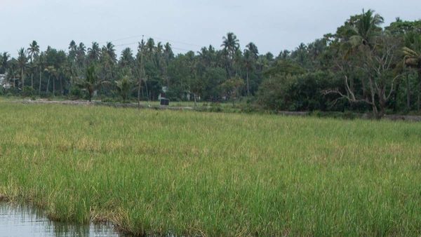 Bihar News: Jaivik Kheti को बढ़ावा, बढ़ेंगे रोज़गार के अवसर, किसानों को प्रति एकड़ ₹11,500 की सब्सिडी का लाभ