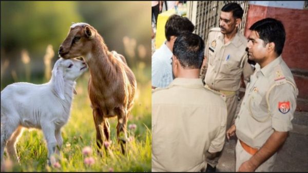 'ना डीएनए-ना गवाह', थाने में ऐसे हुआ कौन है मेमने की मां का फैसला? पुलिसकर्मी भी मुस्कुरा उठे