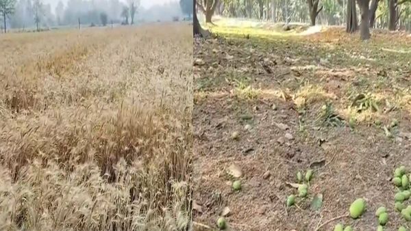 बेमौसम बरसात आंधी पानी में बर्बाद हुई फसलें, किसानों को हुआ तगड़ा नुकसान, अबकी बार गेहूं और आम होगा महंगा