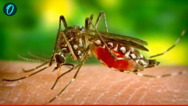 Flight Mosquito: लग्जरी फ्लाइट या मच्छरों का बसेरा? मुंबई-लखनऊ फ्लाइट में यात्रियों ने वीडियो बनाकर किया वायरल