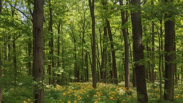 Uttar Pradesh: यूपी में फायर कंट्रोल सेल की बड़ी उपलब्धि! बीते 4 सालों में जंगल की आग में आई 74% से ज्यादा कमी