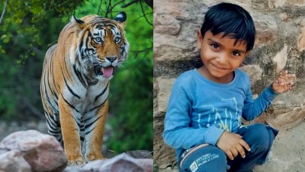 रणथंभौर में गणेशजी को चाचा की शादी का निमंत्रण देने आए 7 वर्षीय बच्‍चे को उठा ले गया टाइगर, आंखों देखा मंजर?