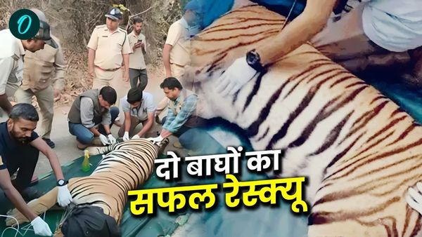 MP News: मध्यप्रदेश में पहली बार एक ही जगह से दो बाघों का रेस्क्यू, जानिए कैसे सफल हुआ ऑपरेशन, किसानों को राहत