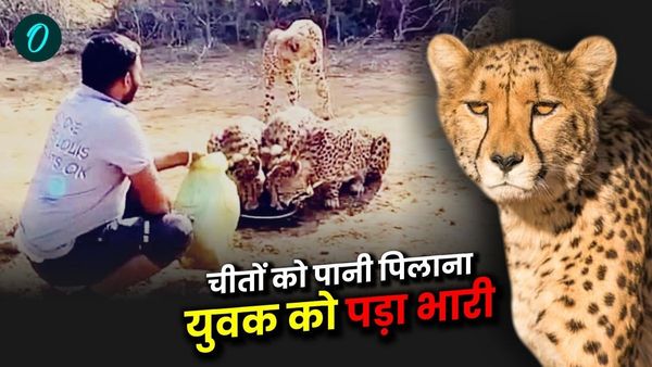 प्यासे चीतों को पानी पिलाना पड़ा भारी, वन विभाग के चालक की नौकरी गई, कूनो में चीतों की सुरक्षा पर सवाल