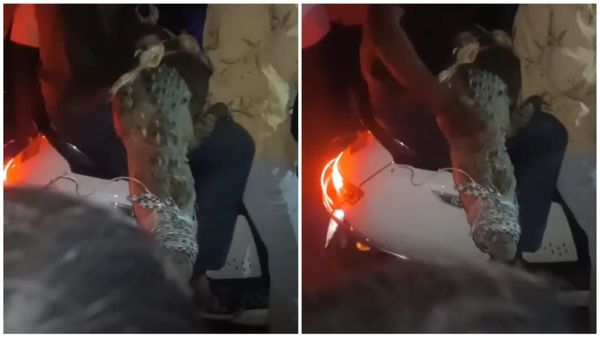 Shivpuri News: मगरमच्छ को रस्सियों से बांधकर स्कूटी पर घुमाया, फिर तालाब में फेंका; वन विभाग ने कहा– ‘यह अपराध