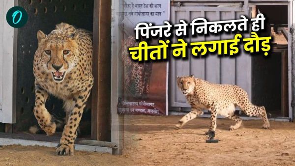 MP News: पिंजरे से निकलते ही तेज रफ्तार से भागे चीतें, गांधी सागर अभयारण्य में चीतों का नया सफर शुरू