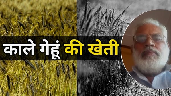 Kale Gehun Ki Kheti: शिक्षक से किसान बनकर बीमार पत्नी के लिए उगाया काला गेहूं, किन बीमारियों में मिला फायदा?