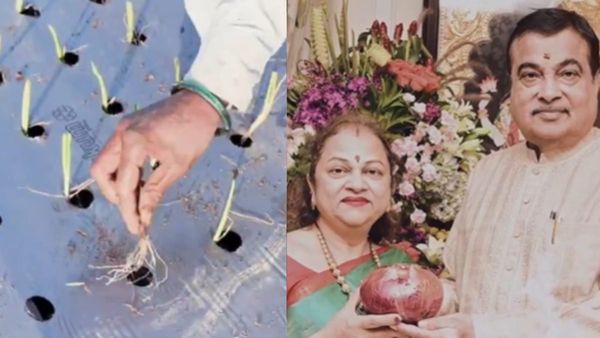 क्या है मल्चिंग पेपर तकनीक? जिसके जरिए नितिन गडकरी की पत्नी ने उगाया एक किलो का ऑर्गेनिक प्याज