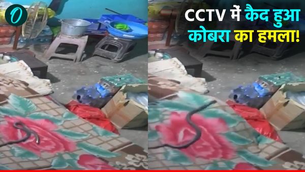 Baghpat News: होटल में सोए रसोइये को कोबरा ने डसा, CCTV में कैद हुई मौत से पहले की आखिरी झलक