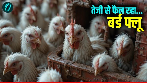 Kanpur Zoo News: कानपुर चिड़ियाघर में तेजी से फैल रहा बर्ड फ्लू, बाघ और तेंदुओं की सेहत पर खतरा, अलर्ट जारी