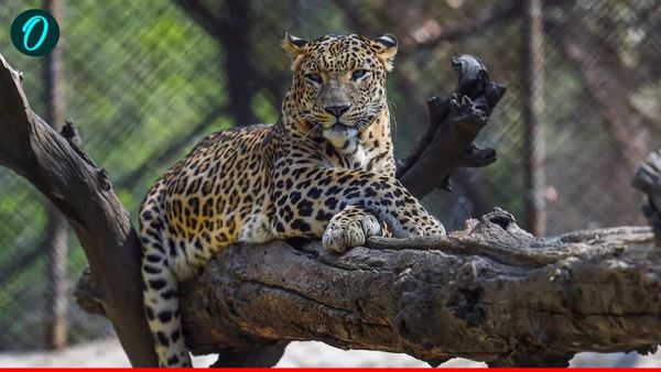 Leopard in Bahraich: छत पर सो रही महिला को उठा ले गया तेंदुआ, खेत में मिला शव, गांव में फैली दहशत