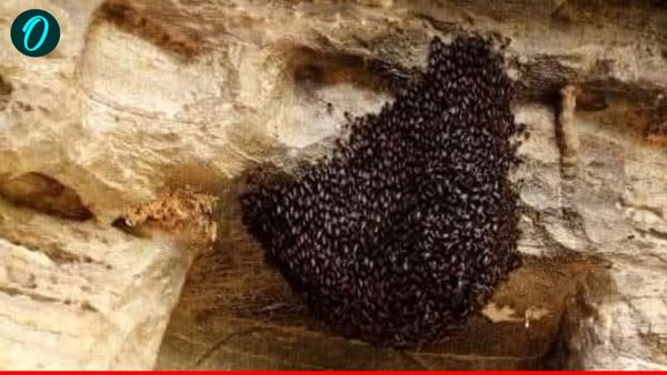 Lalitpur News: देवगढ़ गुफा में निरीक्षण कर रहे अधिकारियों पर मधुमक्खियों ने किया हमला, कई गंभीर रूप से घायल