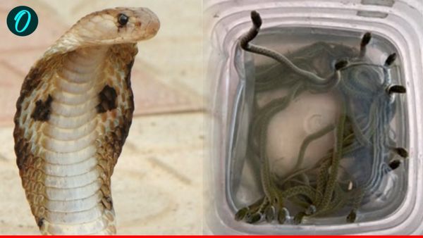 Rampur Snake News: रात होते ही घरों में निकल रहे हैं सांप के बच्चे, मोहल्ले में अफरा-तफरी का माहौल