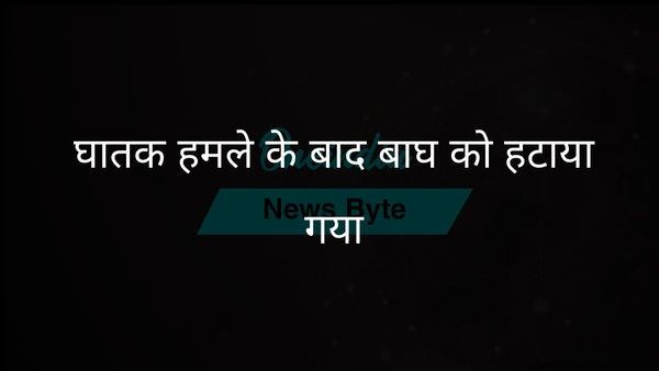 बालाघाट में किसान पर जानलेवा हमले के बाद बाघ को सतपुड़ा रिजर्व में स्थानांतरित किया गया
