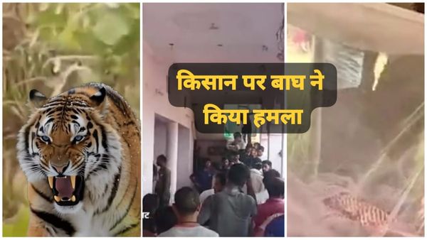 MP News Tiger: बालाघाट में बाघ का आतंक, खेत में काम कर रहे किसान को बनाया शिकार, वन विभाग पर फूटा गुस्सा