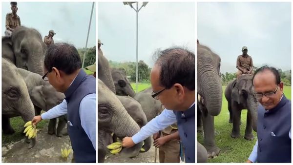 शिवराज सिंह चौहान का दिल छूने वाला अंदाज, काजीरंगा नेशनल पार्क में हाथियों को केले खिलाने का वीडियो वायरल