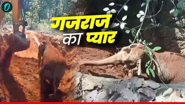 मौत के मुंह से निकलकर सुर्खियां बटोर रहा ये छोटा हाथी, रेस्क्यू करने वाले बुलडोजर को लगाया गले, VIDEO वायरल