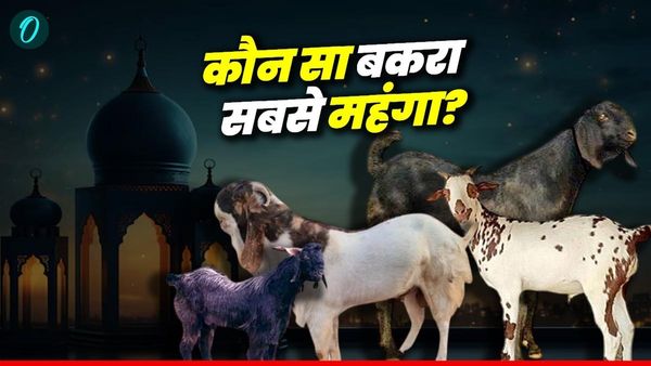 Bakrid 2025: कौन-सी नस्ल के बकरे सबसे महंगे और क्यों? तोतापरी से तुर्की दुंबा तक चौंकाने वाले हैं दाम