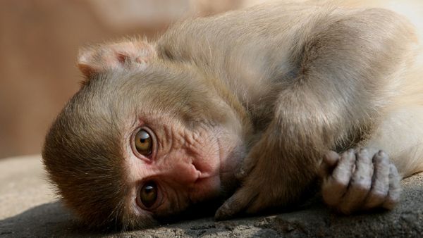 Monkey sterilization: उत्तराखंड में क्यों हो रही सिर्फ नर बंदरों की नसबंदी? जानिए पीछे का विज्ञान