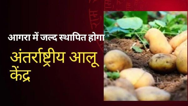 Agra News: आगरा में स्थापित होगा अंतराष्ट्रीय आलू केंद्र, होंगे ये बड़े फायदे, यहां है सर्वाधिक पैदावार