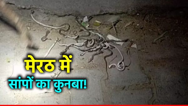 Meerut News: किसान के आंगन से निकले 52 सांप, ग्रामीणों ने मारकर दफनाए, गांव में दहशत का माहौल