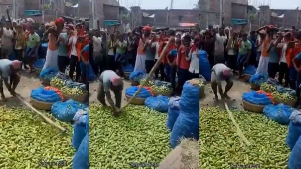 Parwal Bihar: ₹1-2 Rate पर भड़के किसान ने मंडी में परवल पर चलाए लठ, सोशल मीडिया पर आया सुझाव 'दिल्ली भेजो'