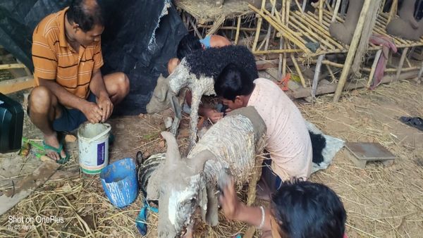 Bhopal News: ईद पर इको फ्रेंडली कुर्बानी: संस्कृति बचाओ मंच की अनूठी पहल, बकरों से बचेगा पर्यावरण!