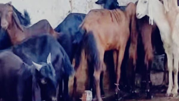 Bhopal News: ईद-उल-अजहा की तैयारियां: हजारों नमाजी पहुंचेंगे ईदगाह, ट्रैफिक पुलिस ने तैयार किया डायवर्शन प्लान