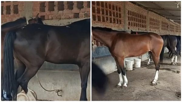 MP News: हैदराबाद से जबलपुर लाए गए घोड़ों की मौत का खुलासा, एक घोड़े की ग्लैंडर पॉजिटिव रिपोर्ट, जांच तेज