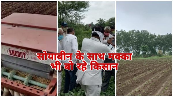 MP News: मालवा में बदलती खेती की तस्वीर, सोयाबीन के साथ अब मक्का भी किसानों की पसंद— जानिए कैसे कमा रहे मुनाफा
