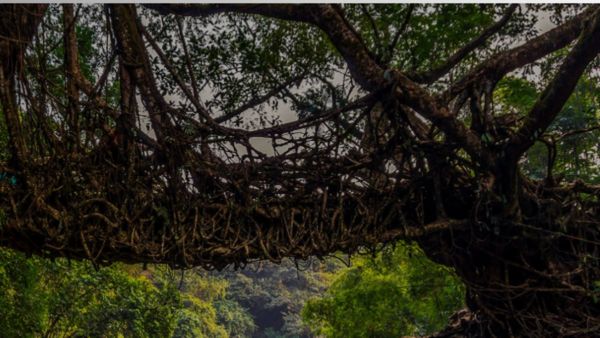 World Environmental Day 2025: भारत में बसता है एशिया का सबसे साफ गांव, जानिए 'गॉड्स ओन गार्डन' की कहानी