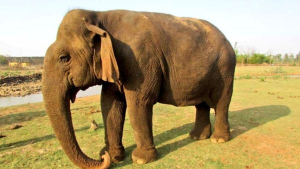 जंगल की दादी 'वत्सला' का ये सपना रह गया अधूरा, एशिया की सबसे बुजुर्ग हथिनी ने पन्ना टाइगर में ली आखिरी सांस