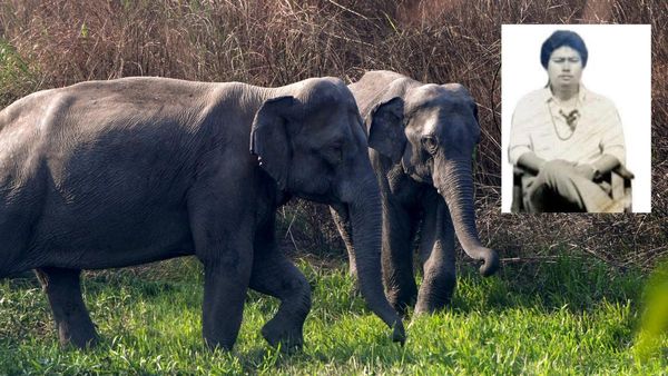 हाथी के हमले में पूर्व विधायक की मौत, मचा हड़कंप, जानिए कहां का है मामला?