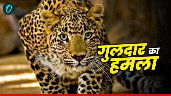 Uttarakhand news: कमरे में सो रही महिला पर गुलदार ने दरवाजा तोड़कर किया हमला घसीटते ले गया बाहर, ऐसे बची जान