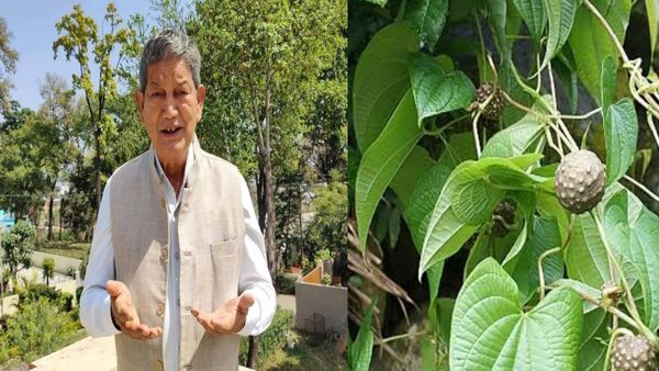 जानिए क्या होती है गेठी, जिसे पूर्व सीएम Harish rawat ने आलू की जगह समोसे में डालने की कही बात और क्यों