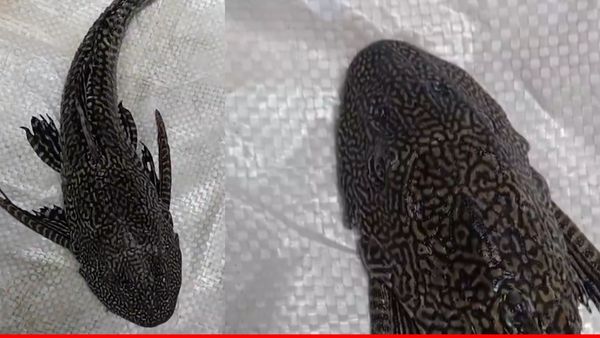 Sakermouth Catfish: भदोही में गंगा नदी में मिली चार आंखों वाली विदेशी मछली, फोटो सोशल मीडिया पर वायरल