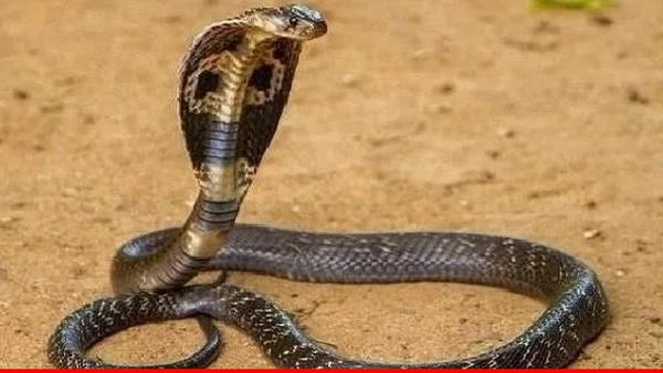 UP News: नाग की मौत के बाद नागिन का बदला, मथुरा के गांव में एक की जान गई, दो को बमुश्किल बचाया गया