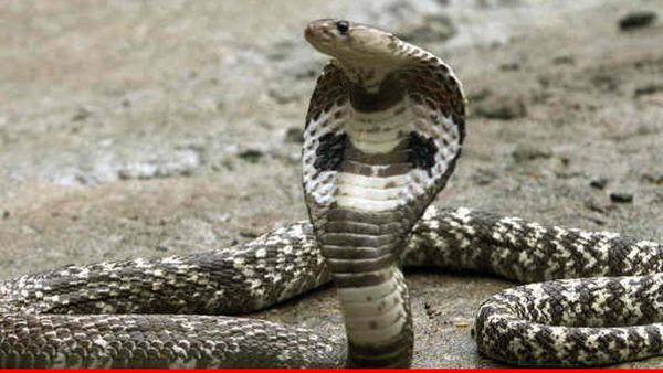 Hamirpur News: सात बार सांप के हमले की शिकार डॉली, जहां जाती है पीछा करता है नाग, परिवार सहमा