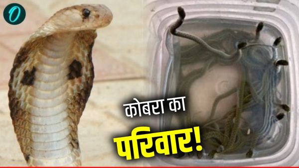 UP Viral News: किचन में नागिन देख उड़े होश, गाजीपुर में एक ही घर से निकले 10 कोबरा, सपेरा भी घबरा गया