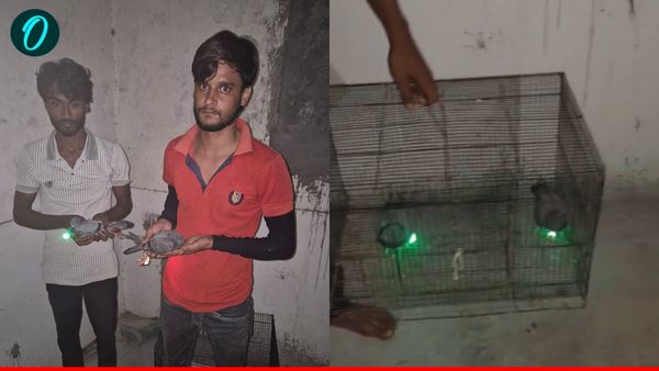 UP News: ड्रोन जैसी उड़ती लाइटों का खुला राज, LED लगे कबूतर बरामद, शोएब और शाकिब को पुलिस ने पकड़ा