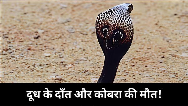 Paschim Champaran News: 1 साल का बच्चा बना कोबरा का काल, दांतों से चबा डाला ज़हरीला सांप!, जानिए पूरा मामला