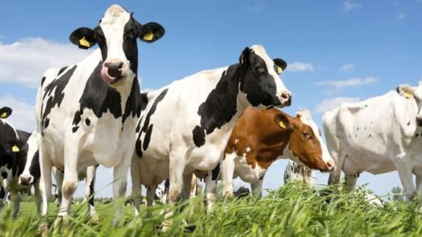 अमेरिका के दूध से क्यों डर रहा भारत? Non-Veg Milk ने फंसा दी दोनों देशों की डील